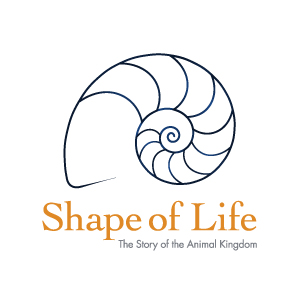 Spectacular Simple Sponges