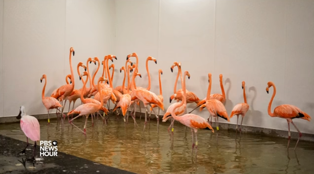 How-to guide for sheltering pets during extreme weather events