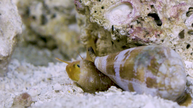 What could kill you and save you? A snail.