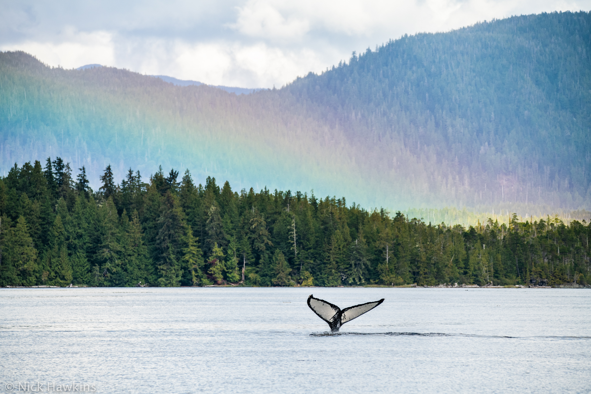 Indigenous concept of "Cisla" comic activity