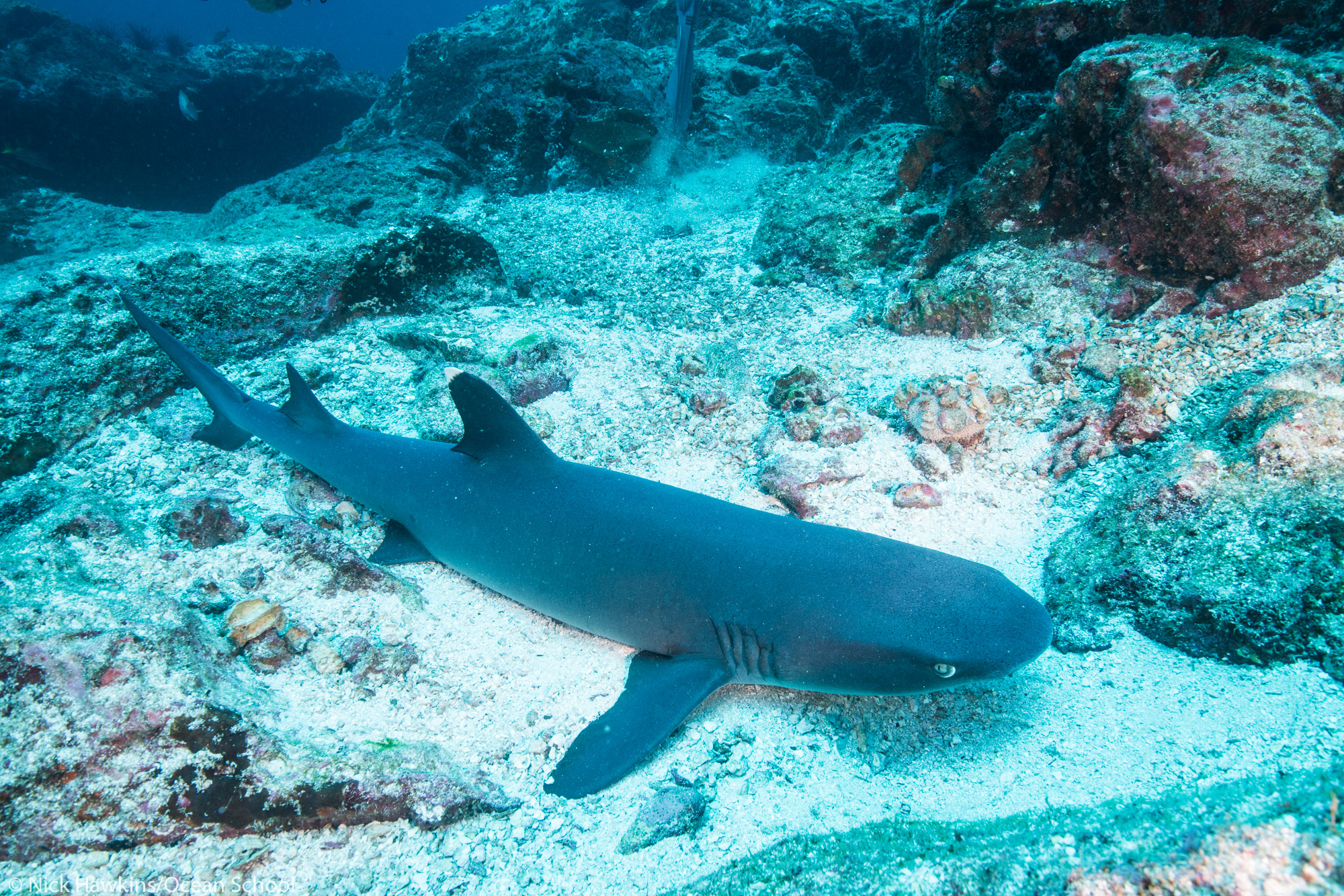 Shark adaptation comic activity