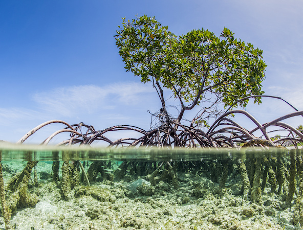 Blue Carbon Standard