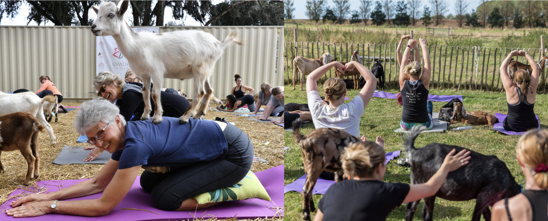 How Goat Yoga Makes Us Happier and Healthier