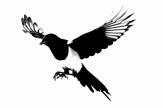 Power Pollinators: Insect Inventory