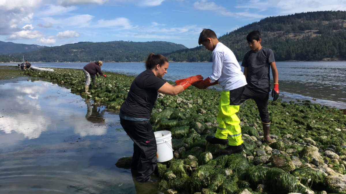 Swinomish tribal members from Washington state participate in a clam garden restoration in British Columbia. PHOTO COURTESY OF SWINOMISH INDIAN TRIBAL COMMUNITY
