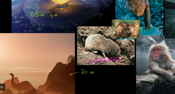 Human Evolution Overview