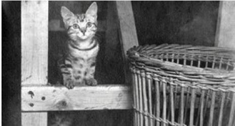 Pyro the WW2 cat