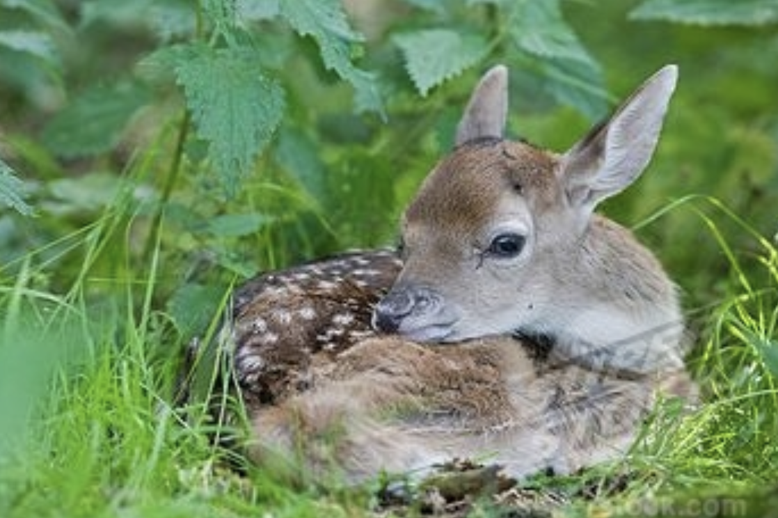 ANIMAL NEEDS.  (expanded version)