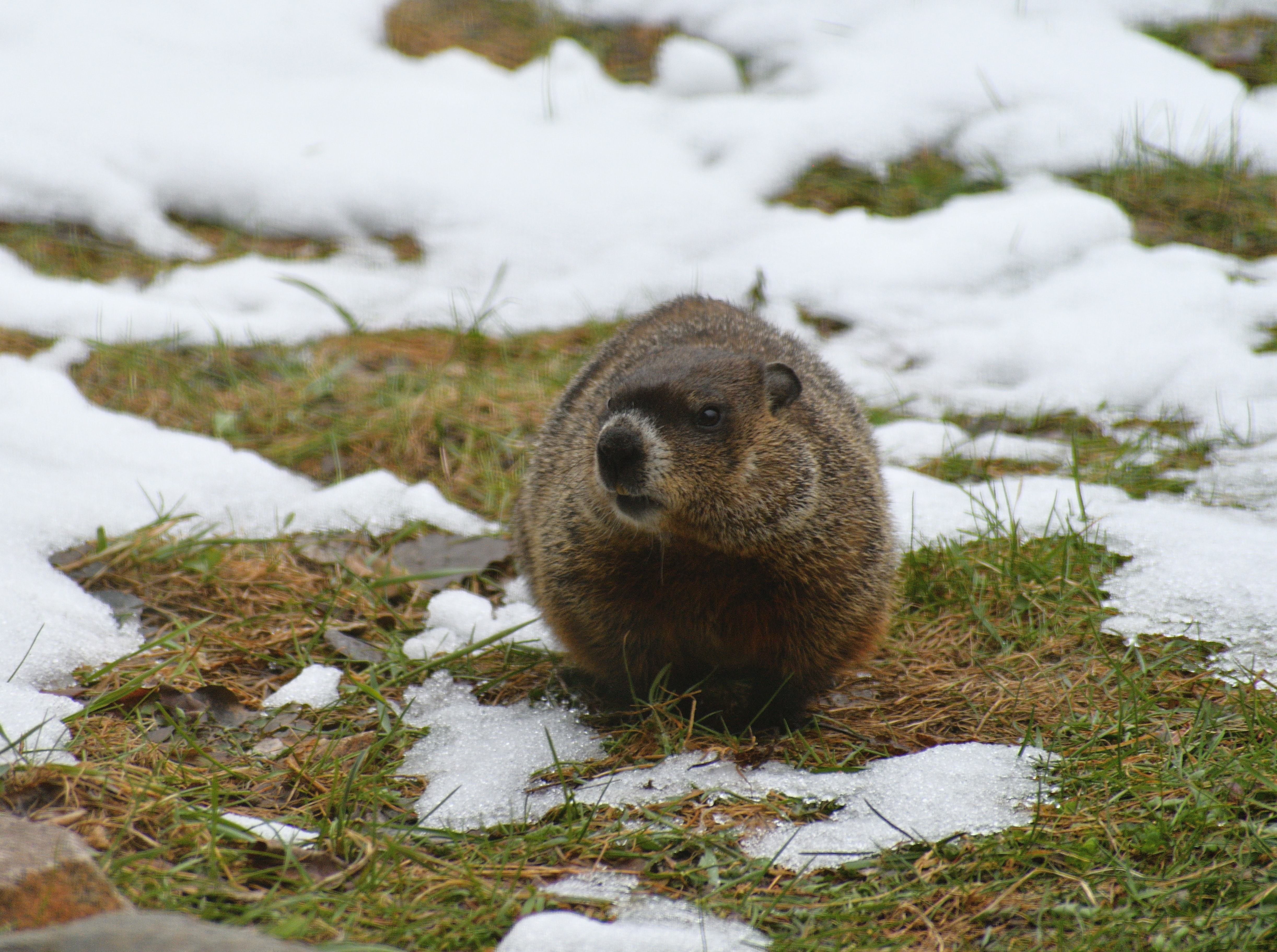 Groundhog Day Vocabulary Activities