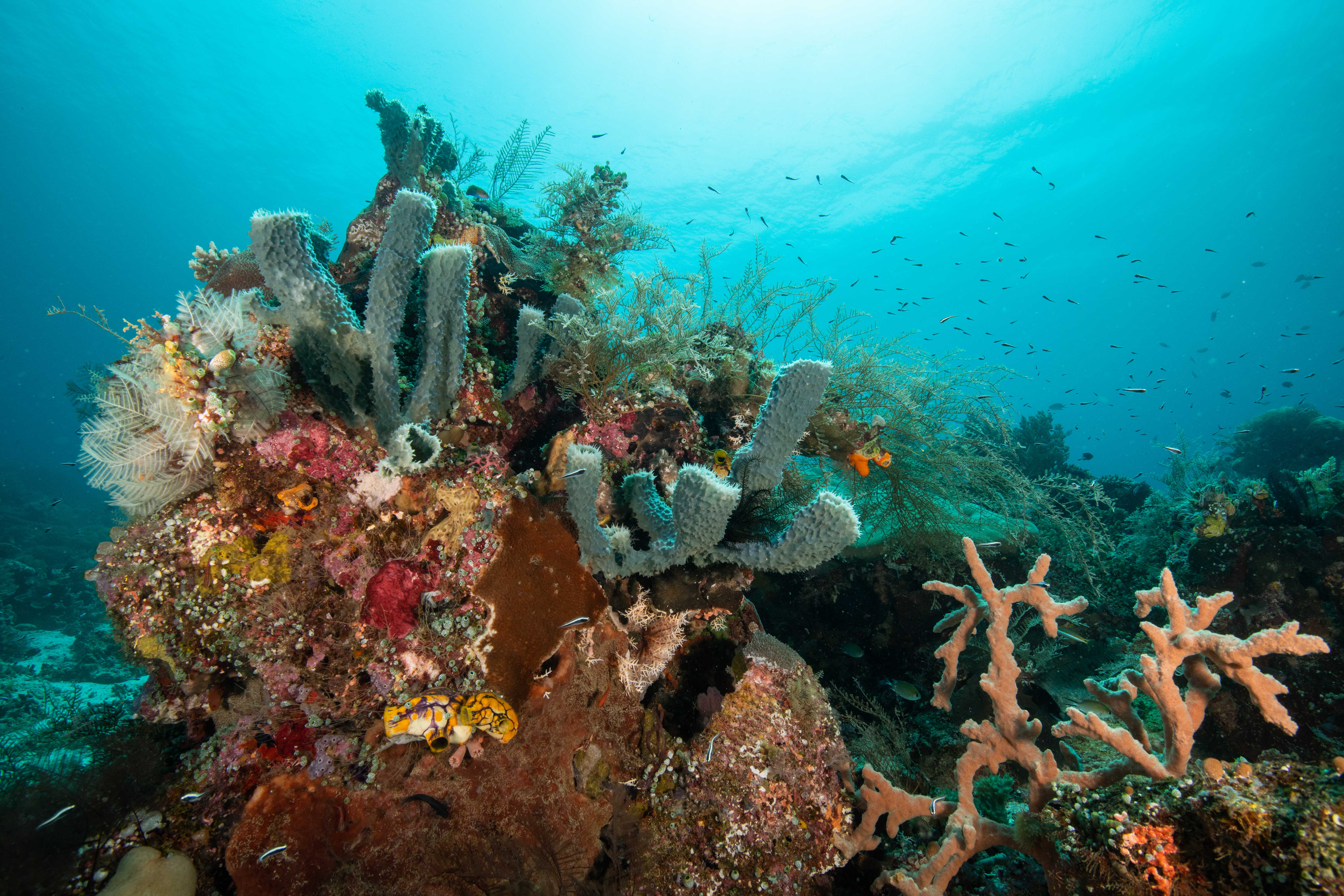 Ethics of Genetic Modification in Coral