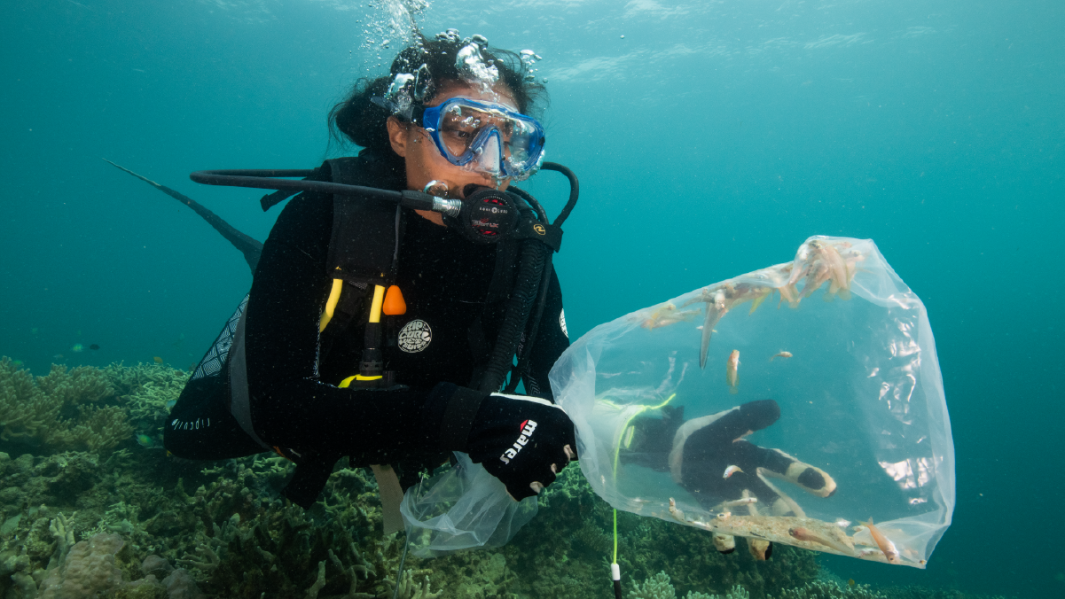 Discovering a new species | Free | Online Resource