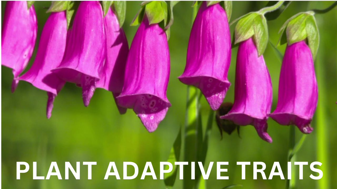 Intro to Plant Adaptive Traits. Video sheet, Google Forms, MS Forms, Blackboard, Canvas, Moodle & more (V3).