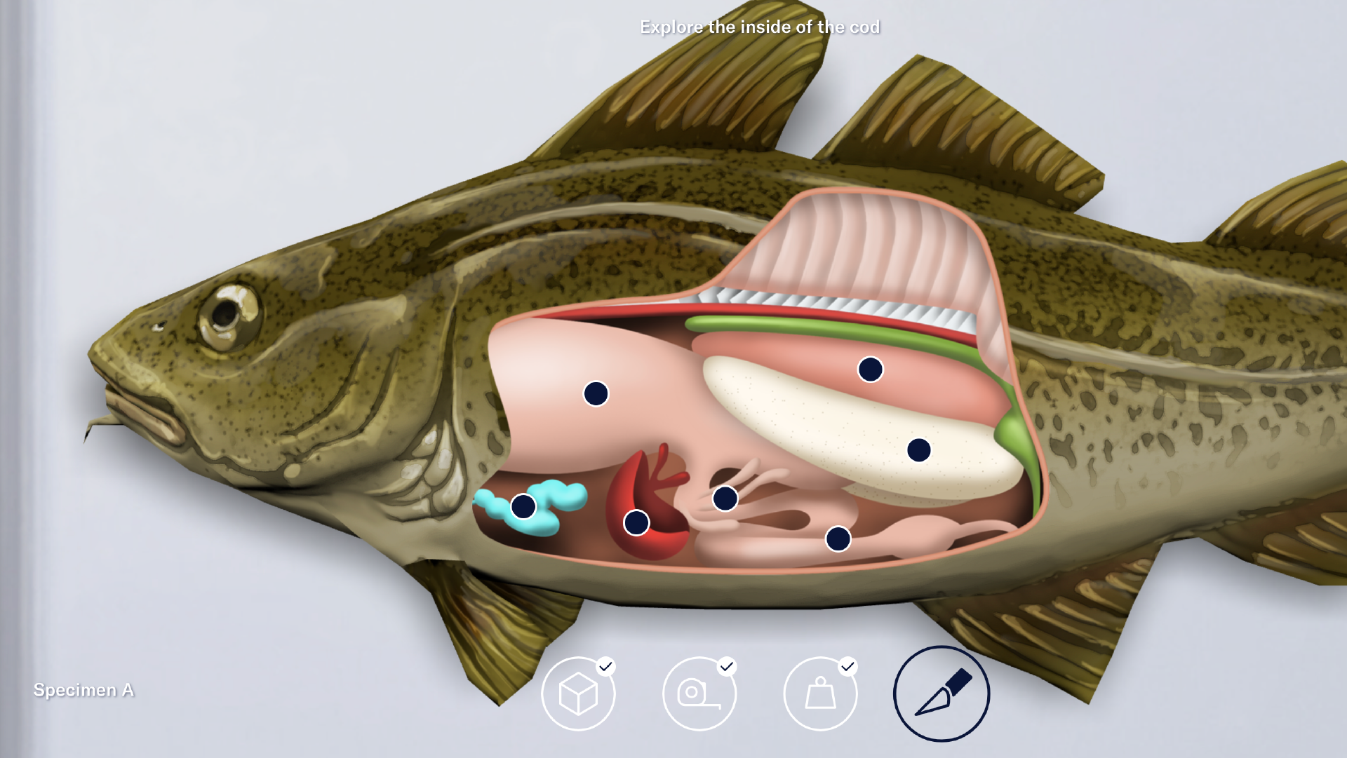 Data analysis: Is the fish stock healthy? 