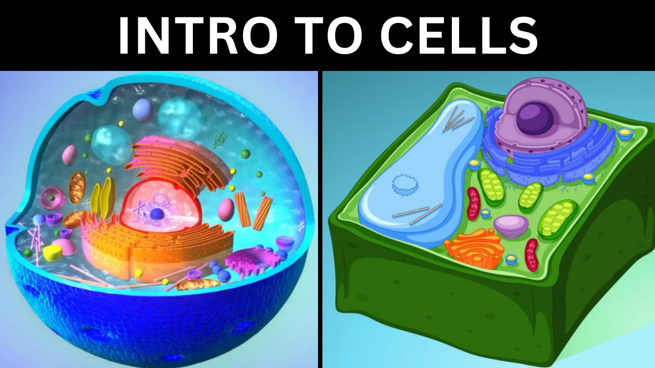 Intro to Cells. Video sheet, Google Forms, MS Forms, Blackboard, Canvas, Moodle & more (V3).