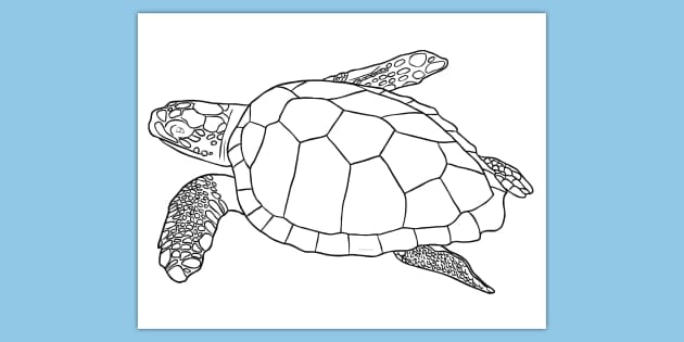 Sea Turtle Coloring Sheet