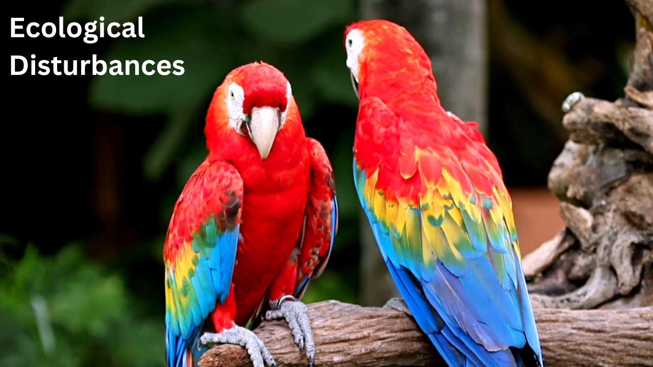 Intro to Ecological Disturbances. Video sheet, Google Forms, MS Forms, Blackboard, Canvas, Moodle & more (V3).