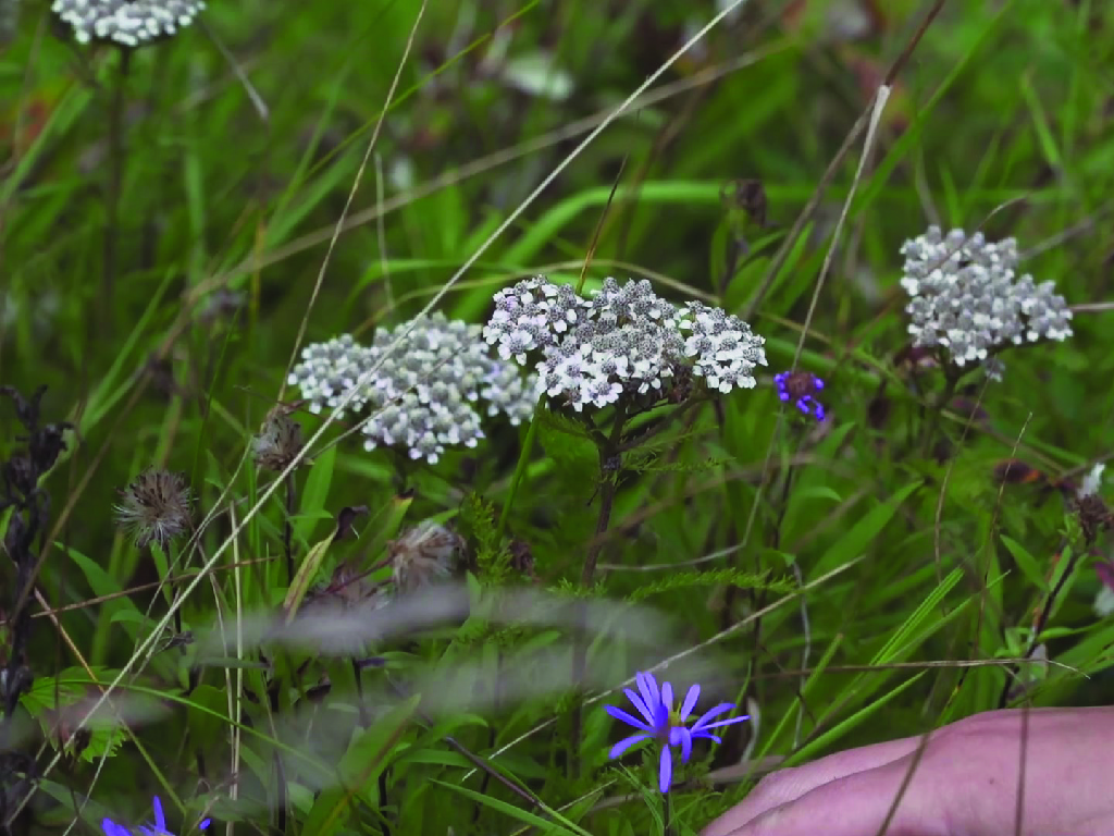 Career reflection and interview activity (with template)