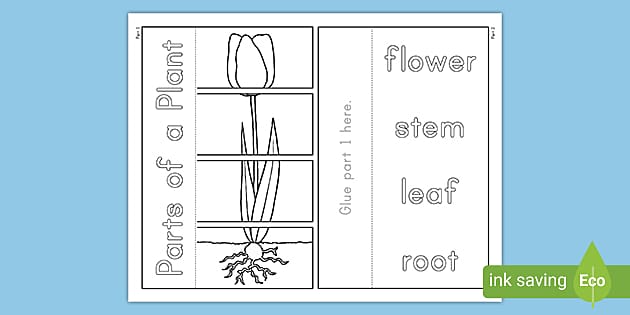 Parts of a Plant Foldable