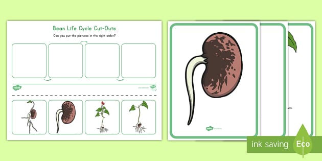 Bean Growth Sequencing Posters and Worksheet