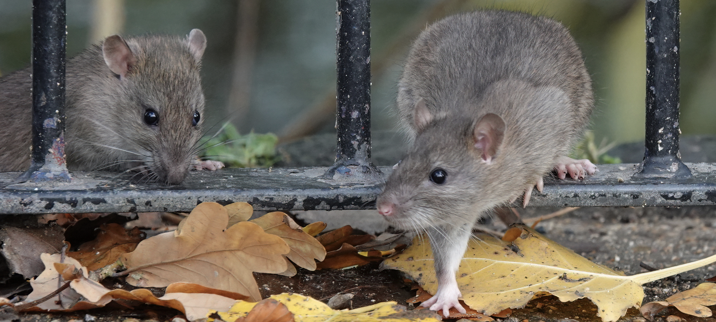 Inventing Solutions to Cities Exploding Rat Populations