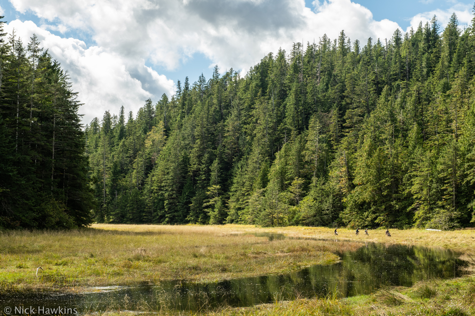 Can a fish feed the forest? Nature observation activity