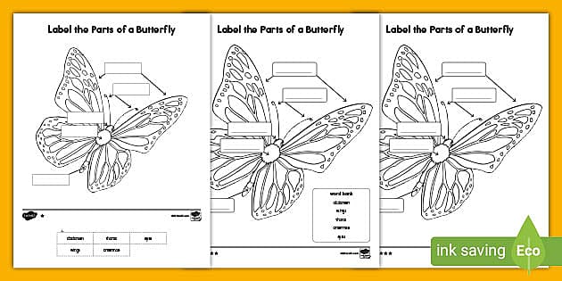 Label the Parts of the Butterfly Worksheet for K-2nd Grade