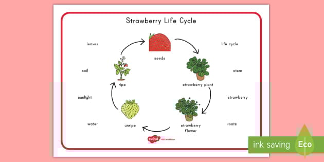 Strawberry Life Cycle Word Mat