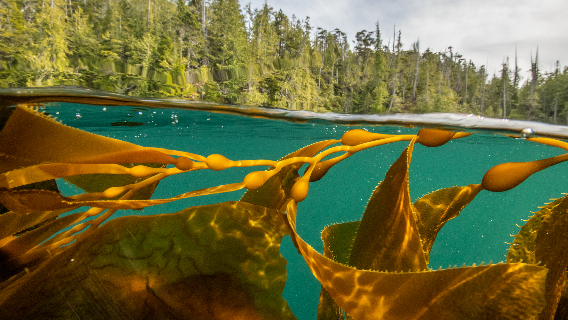 Comparison activity | Industrial fishery vs. Indigenous harvesting methods