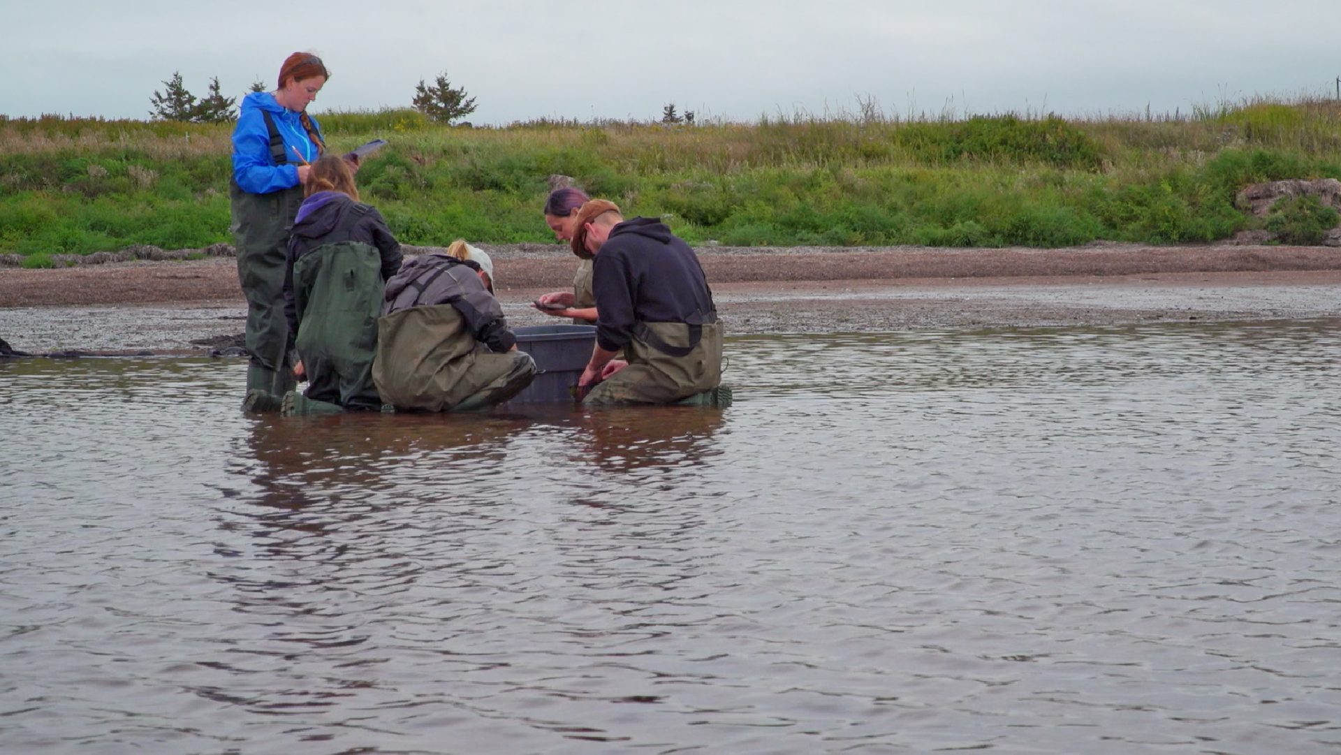 Create a fish census activity photo tour, for a sustainable habitat