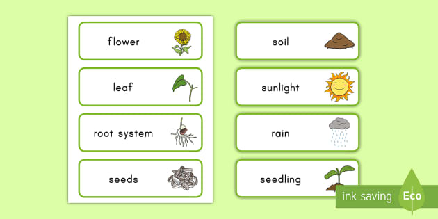Plant Word Cards