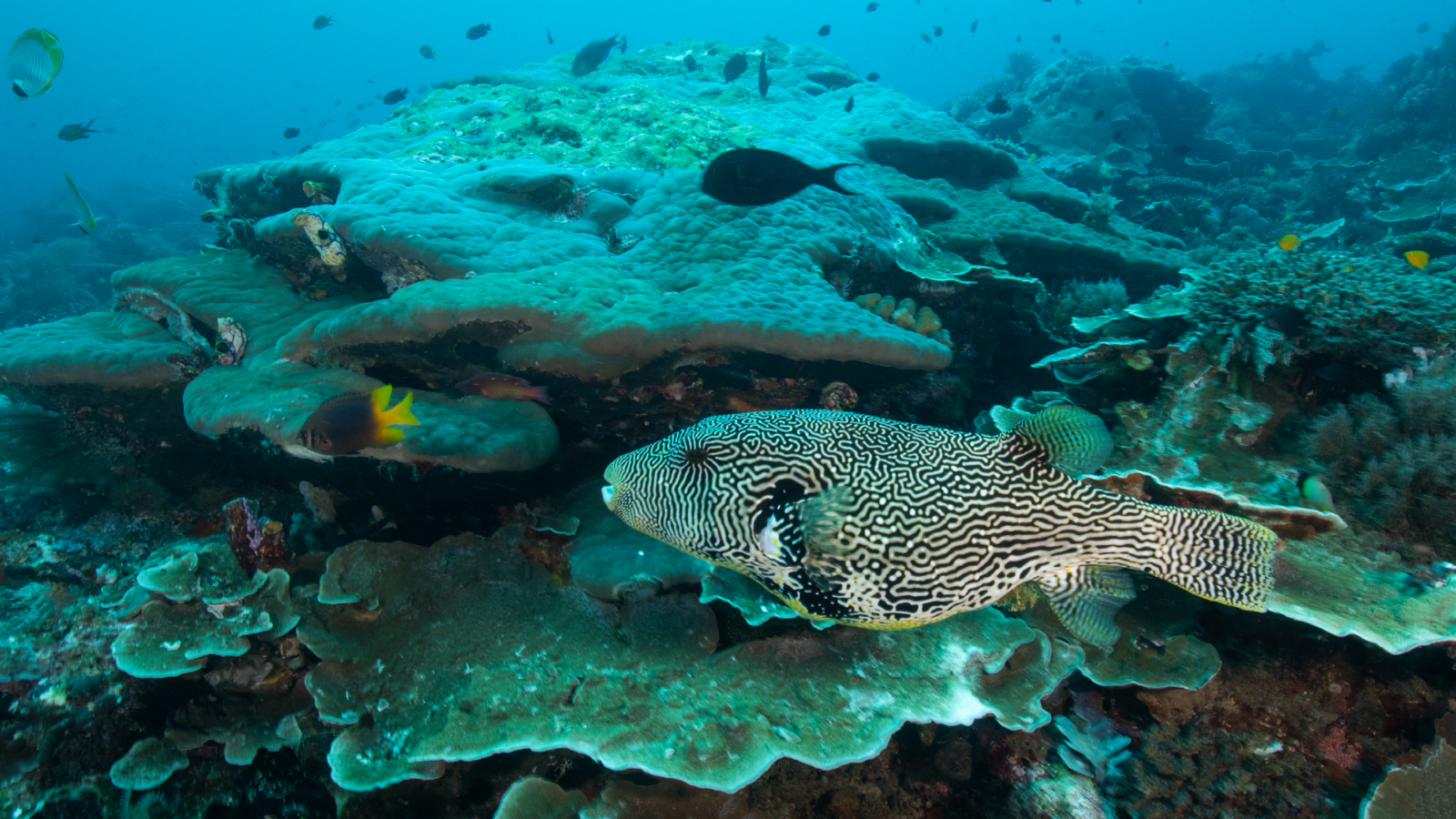 A critical analysis of the news: Biodiversity edition 