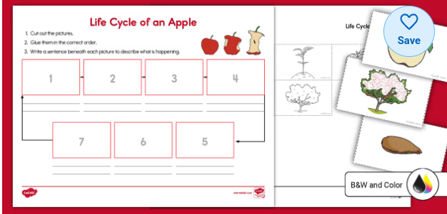 Life Cycle of an Apple Writing Worksheet