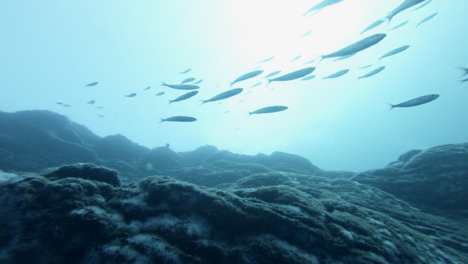 Sustainable fising: Caption it! Instagram activity (with template)