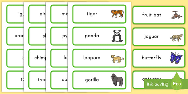 Jungle and Rainforest Word Cards