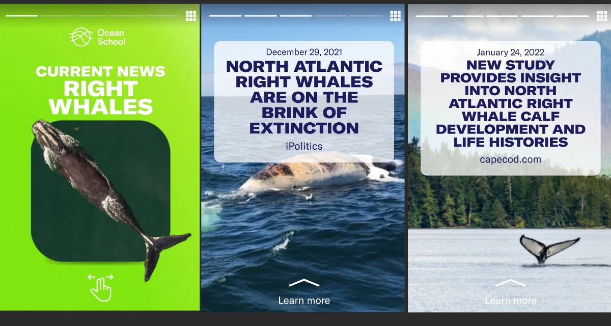 A critical analysis of the news: Right whales edition (w/ quick knowledge check)