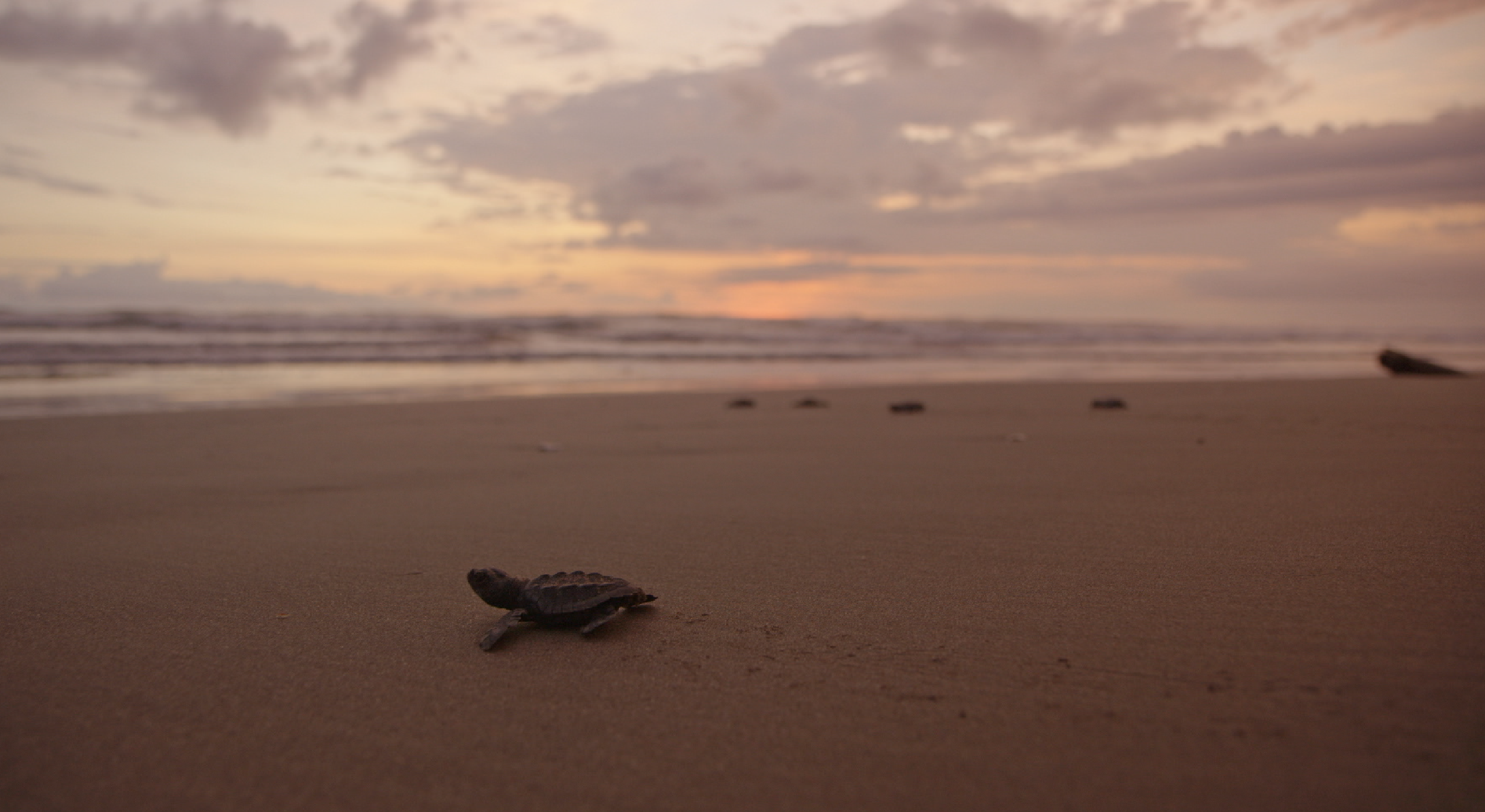 Create your own unique game all about the whitetip shark or green sea turtle!