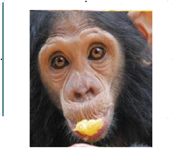 CKLA PreK Domain 3: The Animals