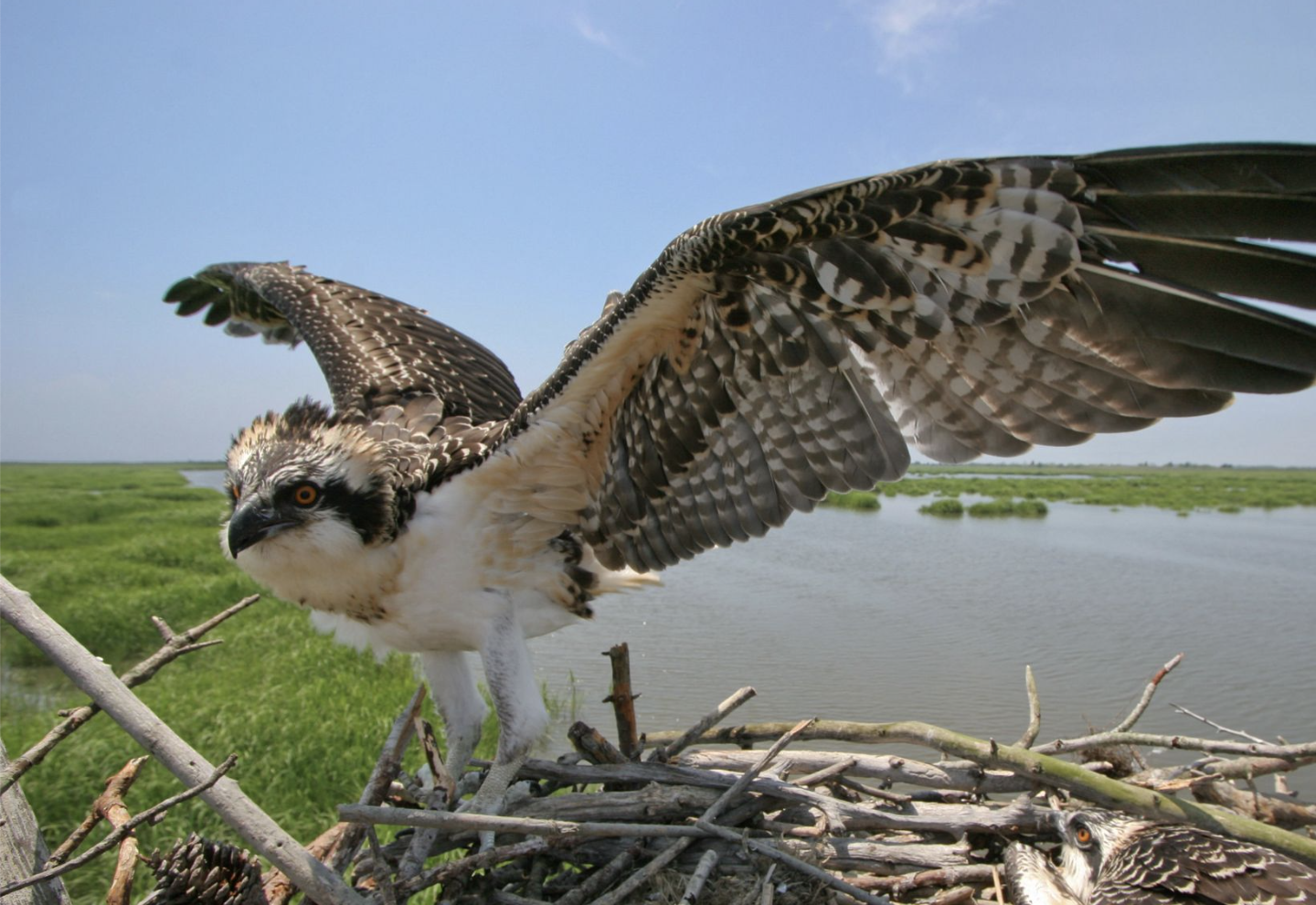 Success of the Osprey: A Formerly Endangered Species