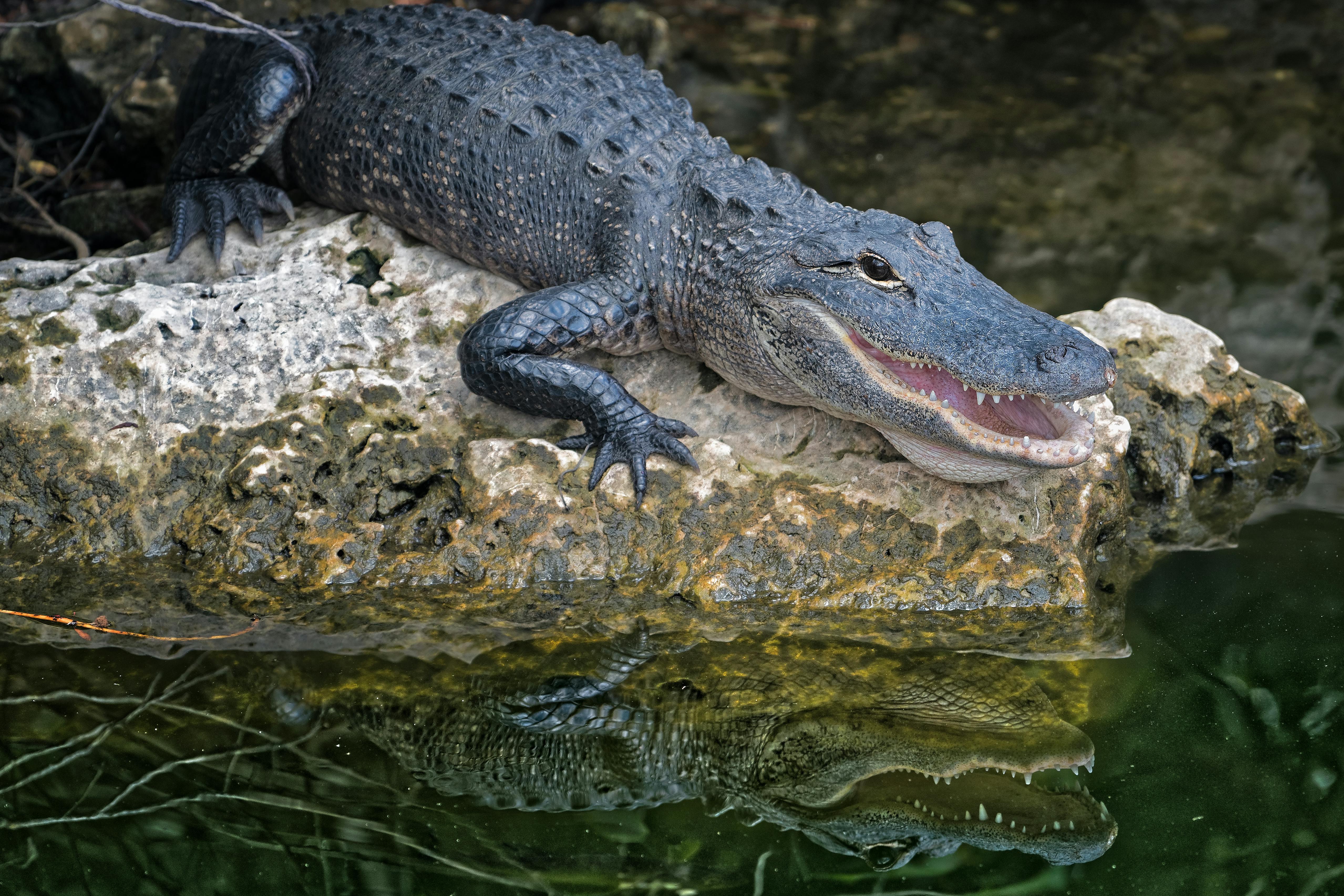 A live alligator in Ocala Florida boat tour with Mr O  #brainbreaks 