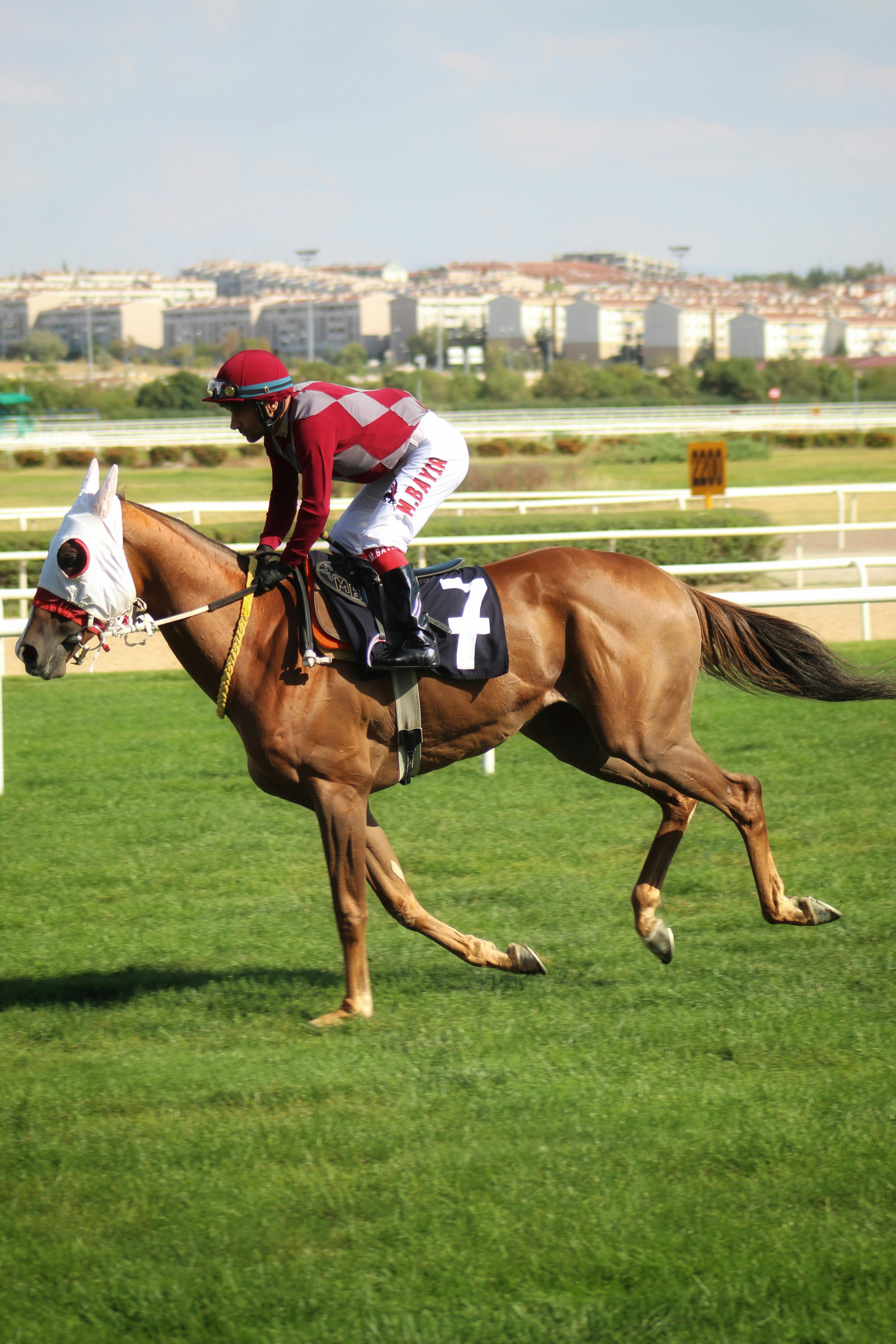 What You Can Learn from a Race Horse -Mr.O -Motivation