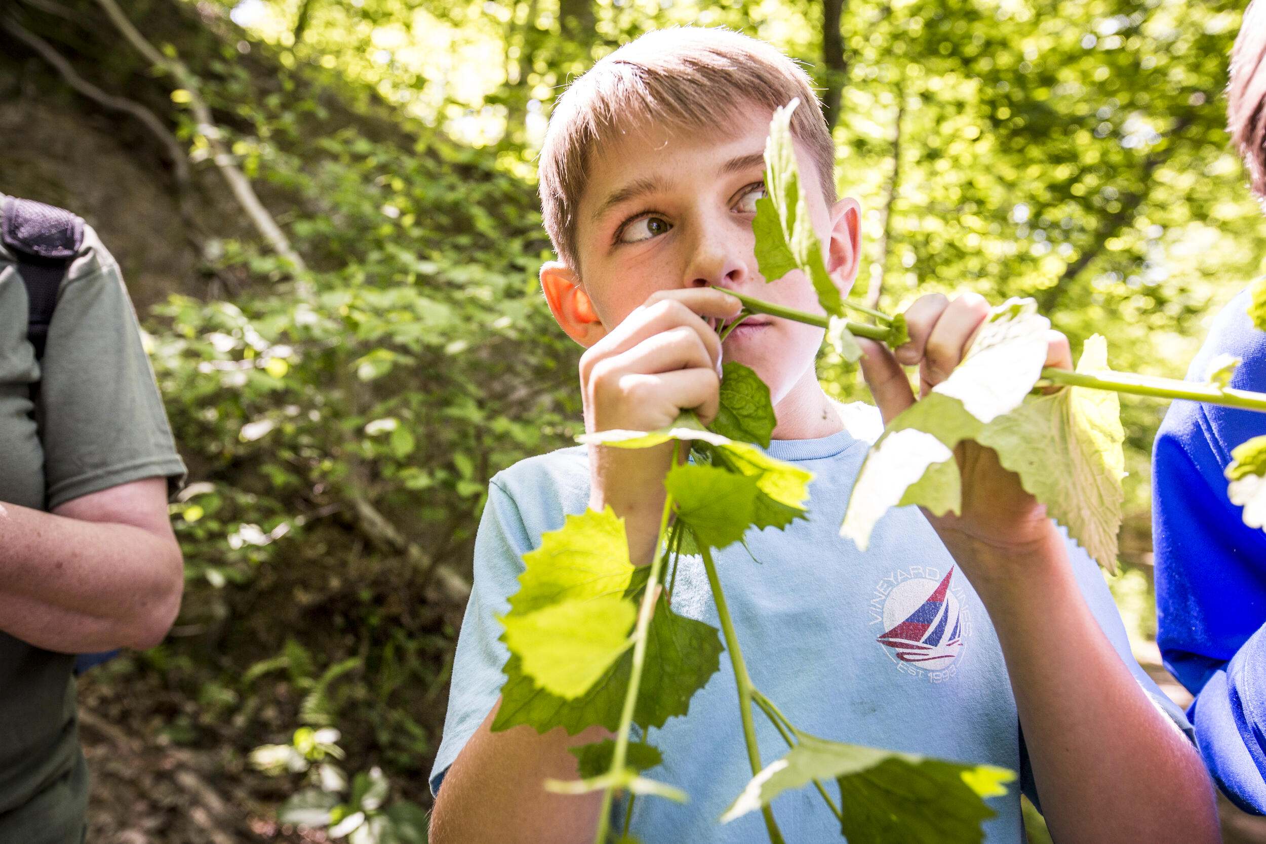 Discover the Power of Forests
