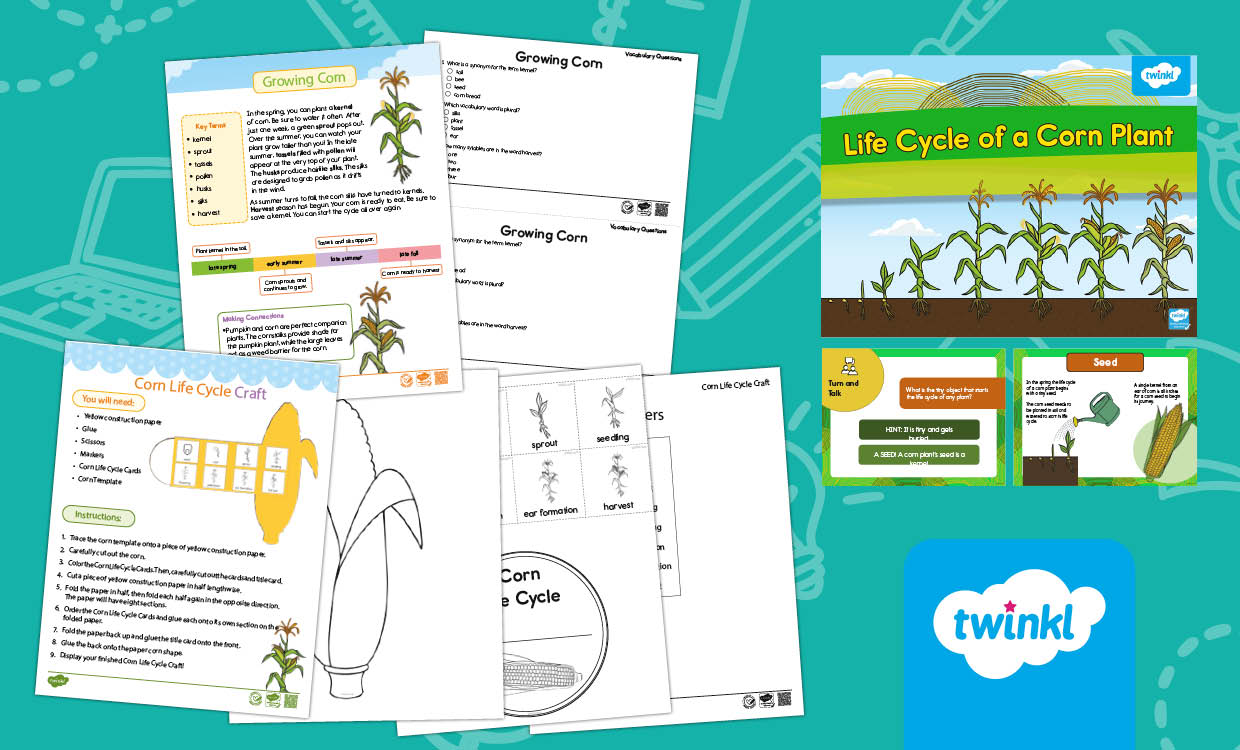Lifecycle of a corn plant Lesson for K-2nd Grade