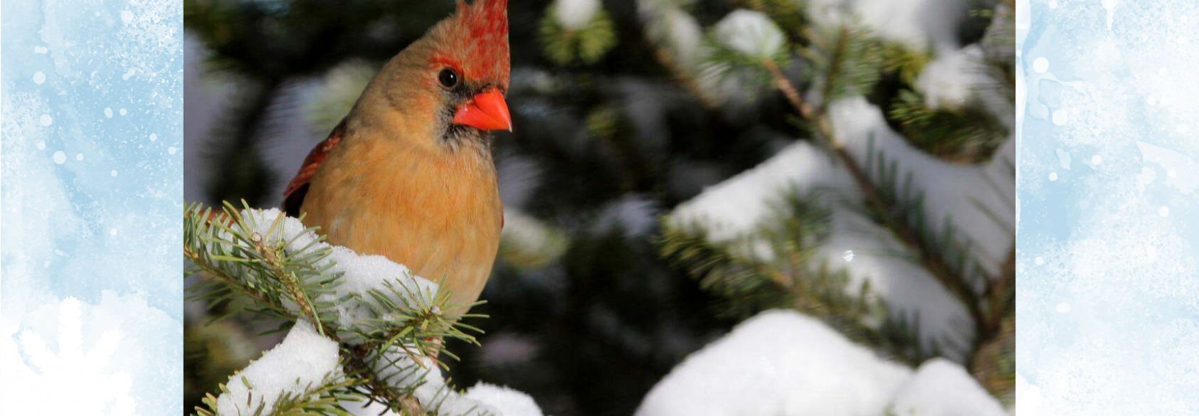 Discover Climate Change’s Effect on Nature in Winter’s Final Weeks