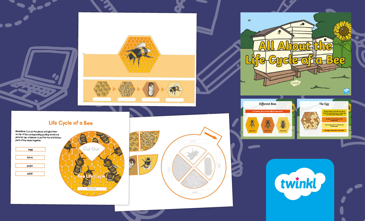 The Lifecycle of a Bee lesson for K-2nd Grade