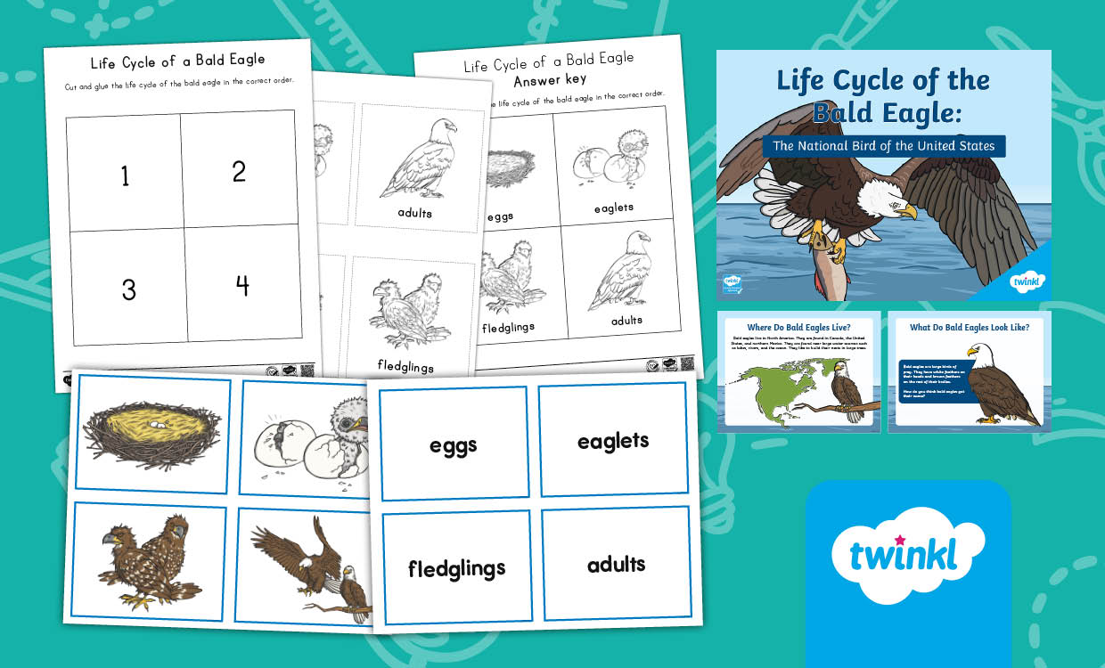 Life Cycle of a Bald Eagle: Interactive Science Activities for K-2nd Grade