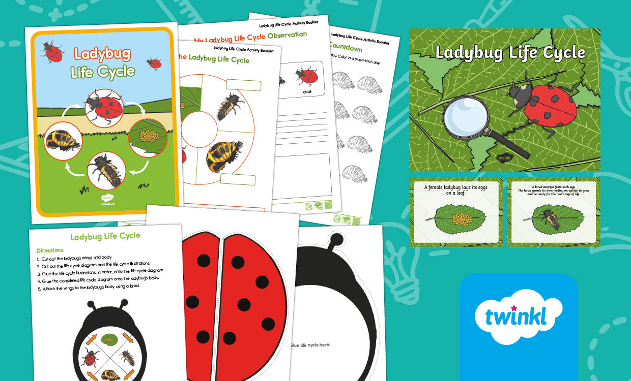 Ladybug Life Cycle Activities for K–2nd Grade