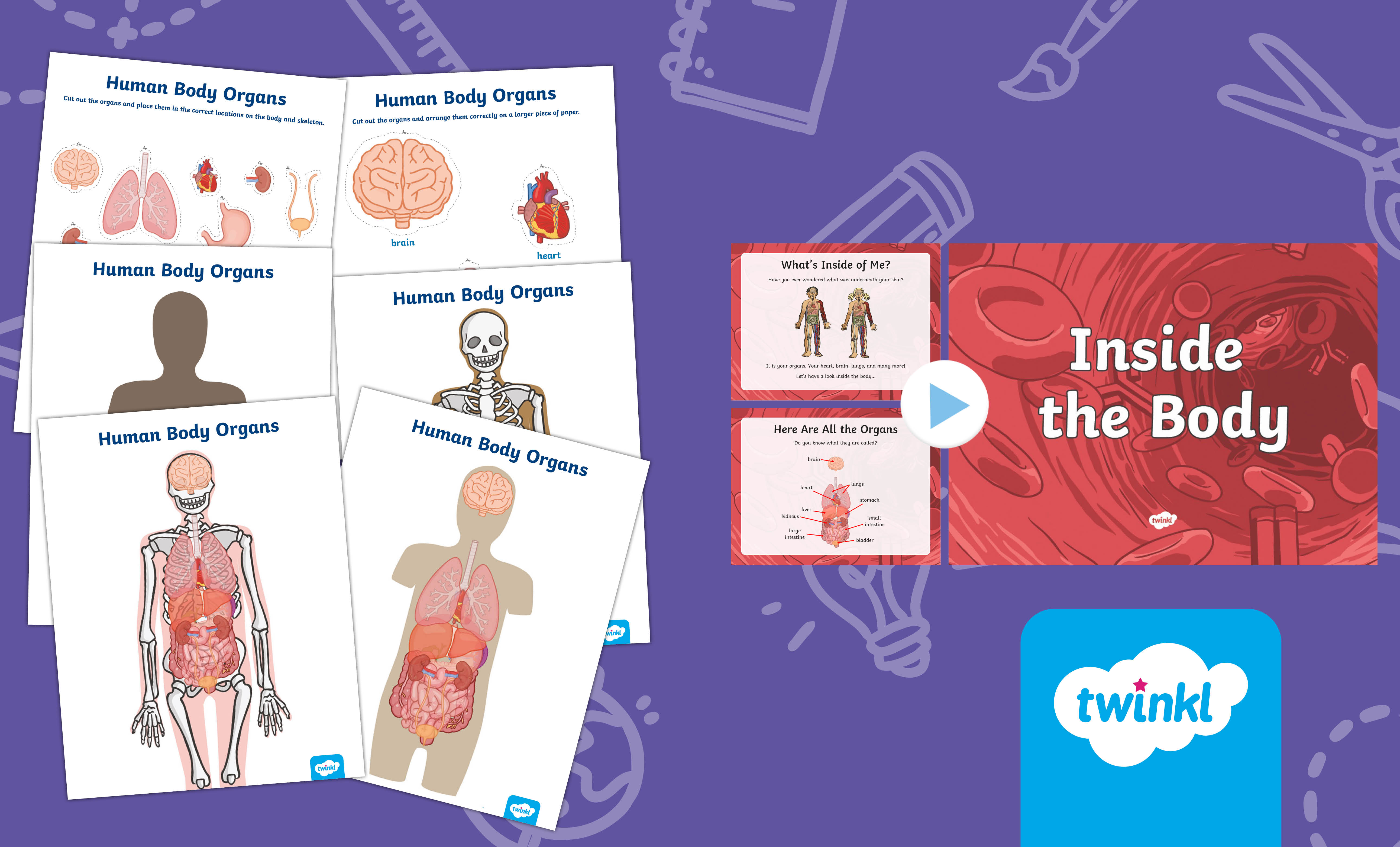 Exploring the Human Body: Organs and Systems Resource Pack for 3rd-5th Grade