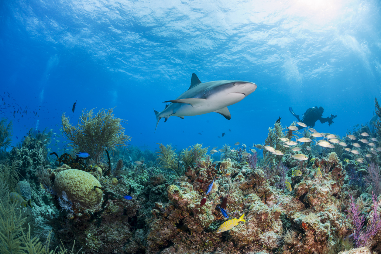 Shark Science and Healthy Oceans: Lessons and Resources