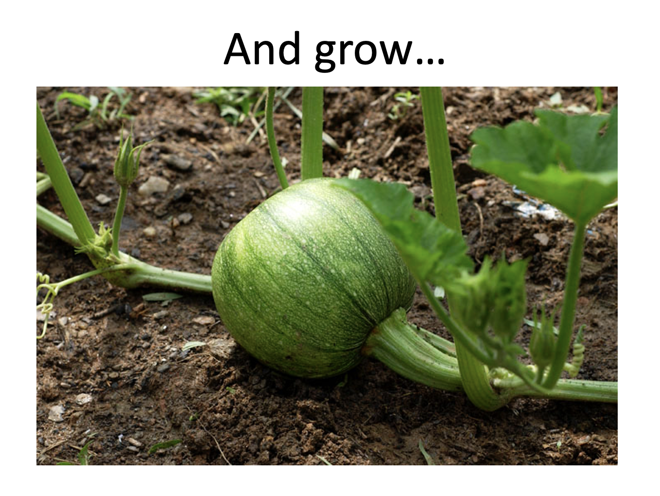 The Life Cycle Of A Pumpkin