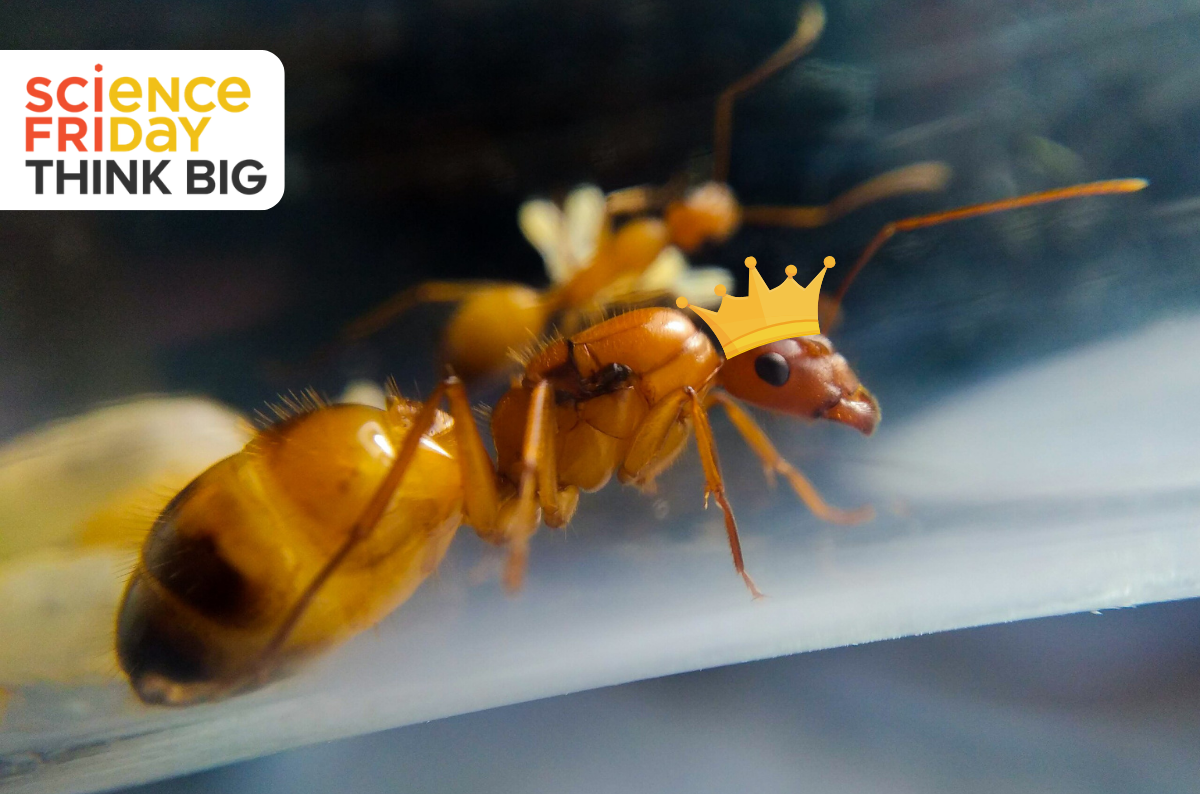 How Do Ants Crown A Queen?